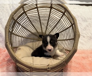 Medium American Corgi