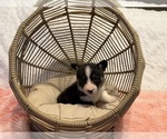 Puppy Lexi American Corgi