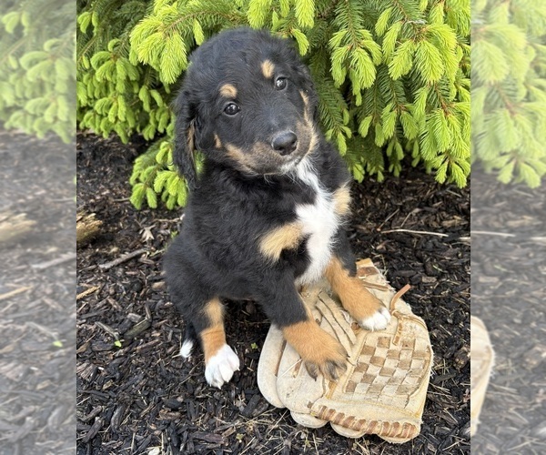 Medium Photo #4 Bernedoodle Puppy For Sale in MIDDLEBURY, IN, USA