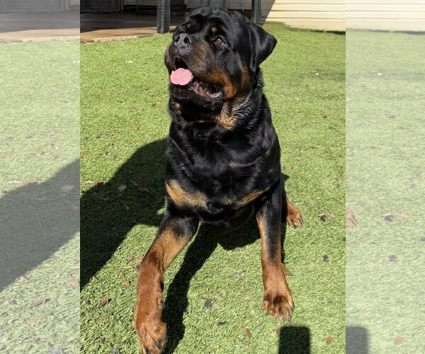 Medium Photo #8 Rottweiler Puppy For Sale in Mooresville, NC, USA