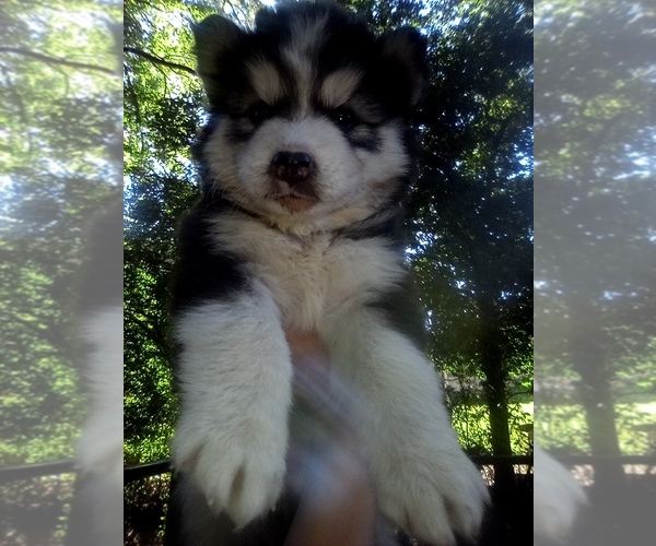 Medium Photo #1 Siberian Husky Puppy For Sale in FLORENCE, SC, USA