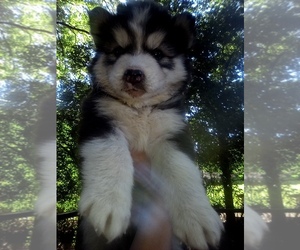 Siberian Husky Puppy for sale in FLORENCE, SC, USA