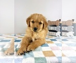 Small #3 Golden Retriever