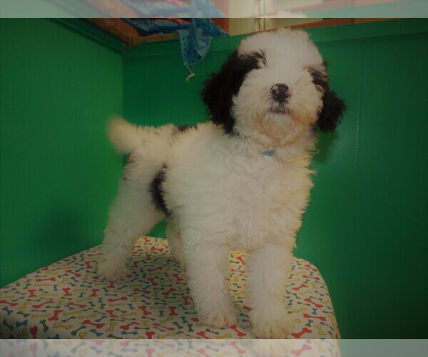 Medium Photo #3 Miniature Bernedoodle Puppy For Sale in PATERSON, NJ, USA
