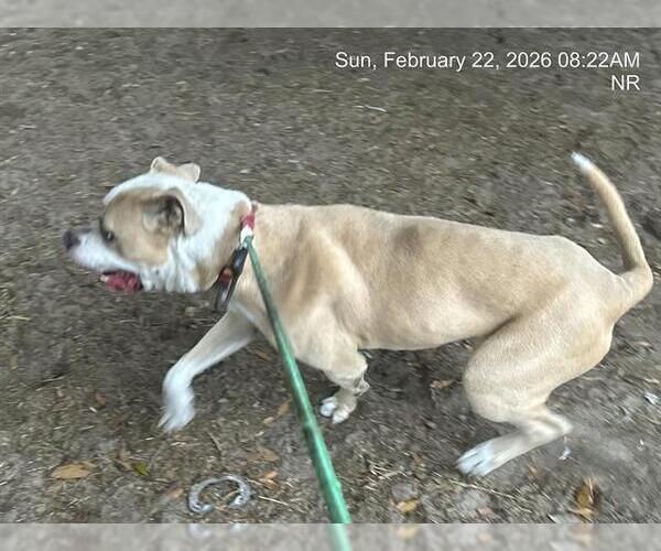 Medium Photo #1 American Bulldog-Unknown Mix Puppy For Sale in Ocala, FL, USA