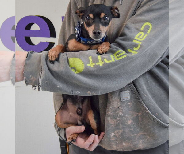 Medium Photo #4 Chipin Puppy For Sale in Huntley, IL, USA