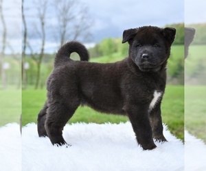 Akita Puppy for sale in MILLERSBURG, OH, USA