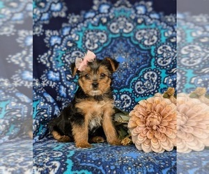 Shorkie Tzu-Yorkshire Terrier Mix Puppy for sale in KIRKWOOD, PA, USA