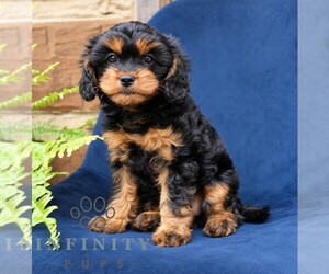 Cavapoo (Miniature) Puppy for sale in NARVON, PA, USA