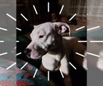Small Photo #9 American Pit Bull Terrier-Unknown Mix Puppy For Sale in Columbus, IN, USA