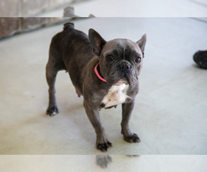 Mother of the French Bulldog puppies born on 06/27/2025