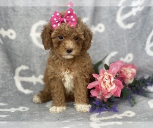 Cavapoo-Poodle (Miniature) Mix Puppy for sale in CEDAR LANE, PA, USA