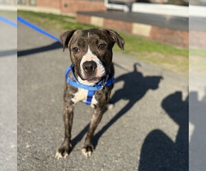 Mutt Dogs for adoption in Boston, MA, USA