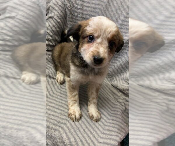 Medium Photo #1 Australian Cattle Dog-Border Collie Mix Puppy For Sale in BANGOR, MI, USA