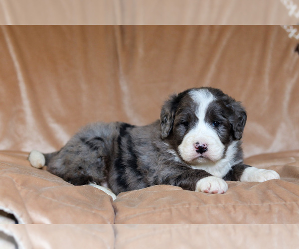 Medium Photo #4 Bernedoodle Puppy For Sale in BERLIN, NJ, USA