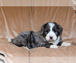 Small Photo #4 Bernedoodle Puppy For Sale in BERLIN, NJ, USA