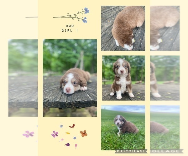 Medium Photo #2 Miniature Australian Shepherd Puppy For Sale in BLMGTN, IN, USA