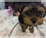 Small Photo #35 Yorkshire Terrier Puppy For Sale in RHOADESVILLE, VA, USA
