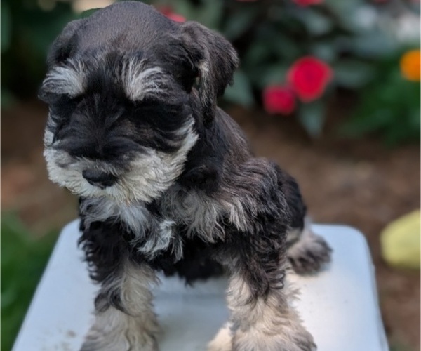 Medium Photo #24 Schnauzer (Miniature) Puppy For Sale in GOSHEN, IN, USA