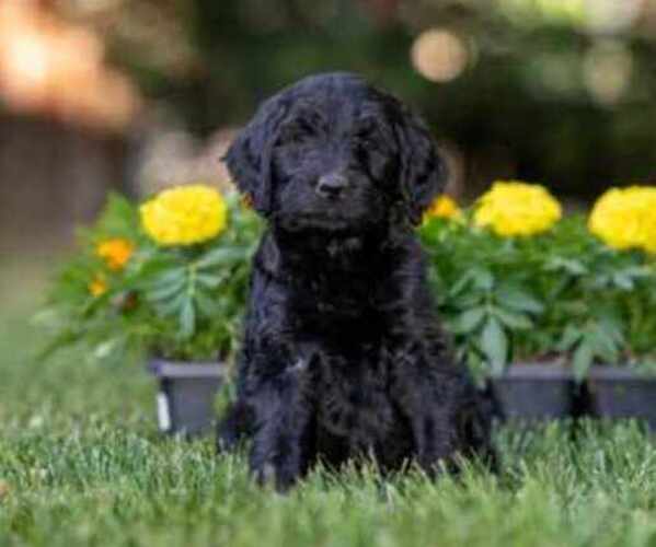 Medium Photo #1 Goldendoodle Puppy For Sale in LODI, CA, USA