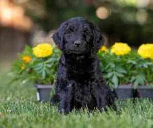 Goldendoodle Puppy for sale in LODI, CA, USA