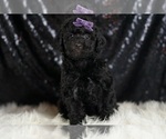 Small #1 Goldendoodle (Miniature)