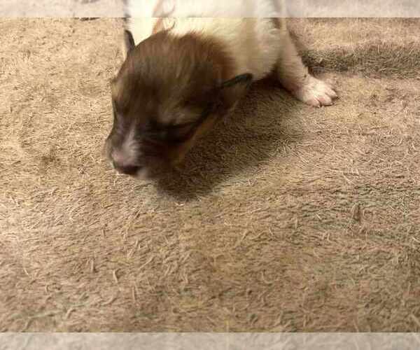 Medium Photo #19 Collie Puppy For Sale in HIGH POINT, NC, USA