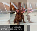 Small #5 French Bulldog