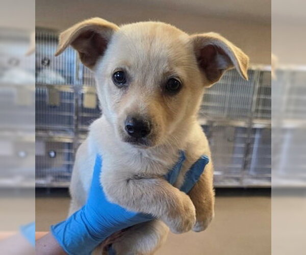 Medium Photo #1 Mutt Puppy For Sale in Fremont, CA, USA