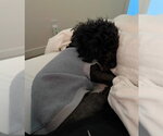 Small #3 Poodle (Miniature)