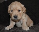 Small Photo #3 Golden Retriever Puppy For Sale in POULSBO, WA, USA