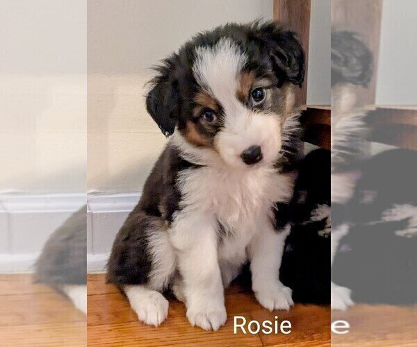 Medium Photo #2 Australian Shepherd Puppy For Sale in PAMPLIN, VA, USA