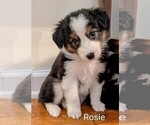 Small #1 Australian Shepherd