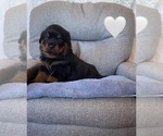 Small Photo #29 Rottweiler Puppy For Sale in NAPA, CA, USA