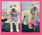Small Photo #4 Goldendoodle Puppy For Sale in MORENO VALLEY, CA, USA