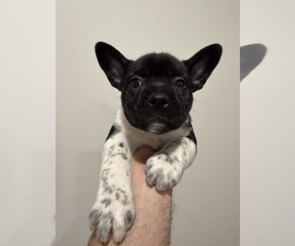 Medium Photo #3 French Bulldog-Unknown Mix Puppy For Sale in St. Louis Park, MN, USA