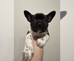 Small #2 French Bulldog Mix