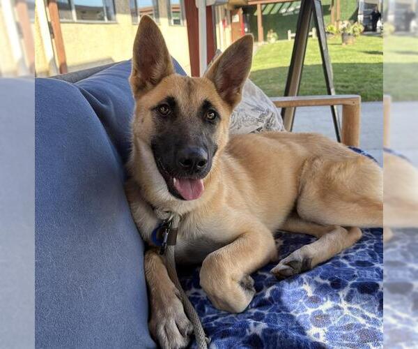 Medium Photo #1 German Shepherd Dog-Unknown Mix Puppy For Sale in Camarillo, CA, USA