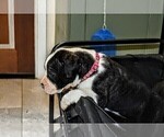 Small #2 Presa Canario
