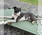 Small #3 American Pit Bull Terrier Mix