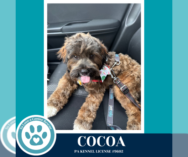Medium Photo #14 Shih Tzu-Unknown Mix Puppy For Sale in Kimberton, PA, USA