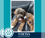 Small #13 Shih Tzu Mix