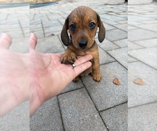 Medium Photo #16 Dachshund Puppy For Sale in WILLIAMSBURG, VA, USA