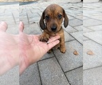 Small #15 Dachshund