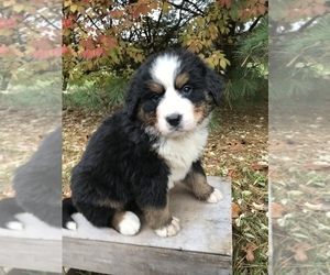 Bernese Mountain Dog Puppy for sale in GOSHEN, IN, USA