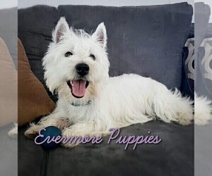 Father of the West Highland White Terrier puppies born on 10/05/2019