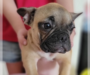 French Bulldog Puppy for sale in TAMPA, FL, USA