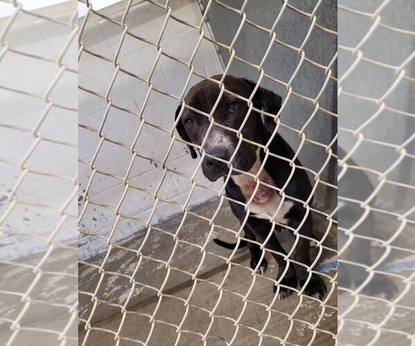Medium Photo #2 American Pit Bull Terrier-Labrador Retriever Mix Puppy For Sale in Linton, IN, USA