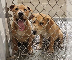 Labrador Retriever Dogs for adoption in Anchorage, AK, USA