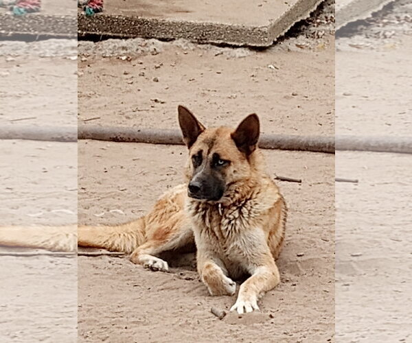 Medium Photo #4 Gerberian Shepsky Puppy For Sale in Pacific grove , CA, USA